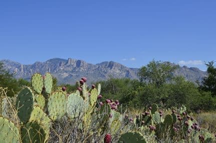 Desert Vista oro Vallley Mountain View
